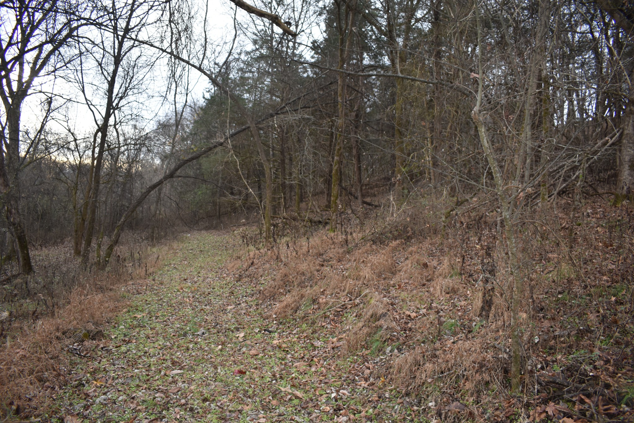 256 Maggart Road Elmwood, TN 38560 - Photo 3 of 25 a view of a forest with trees in the background
