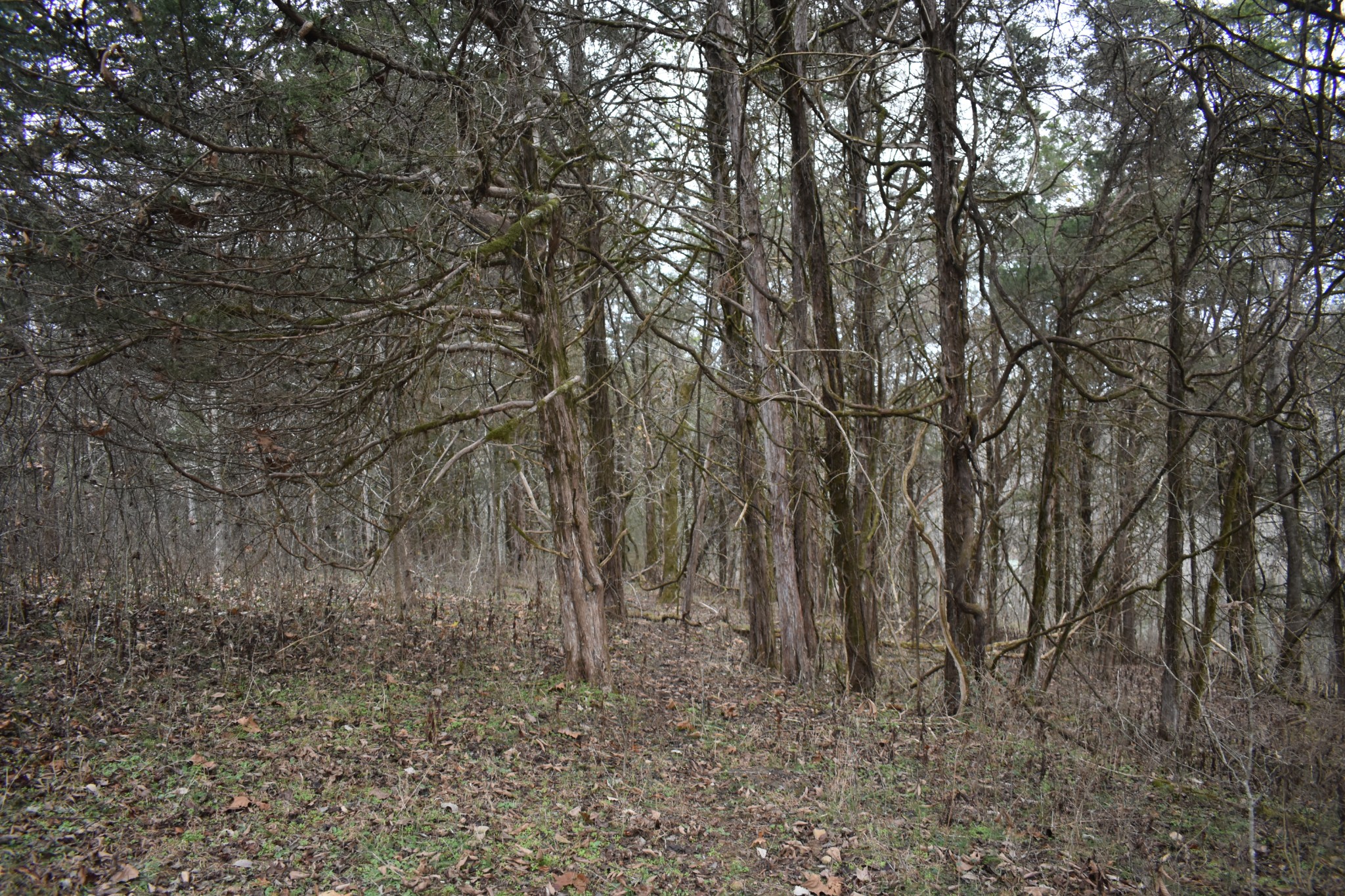 256 Maggart Road Elmwood, TN 38560 - Photo 4 of 25 a view of a yard