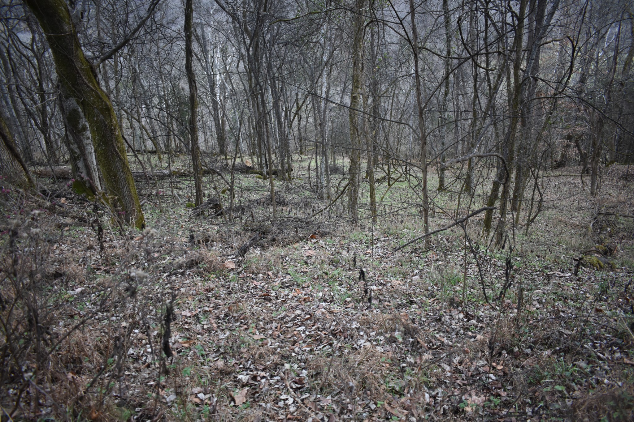 256 Maggart Road Elmwood, TN 38560 - Photo 5 of 25 a view of a yard with large trees