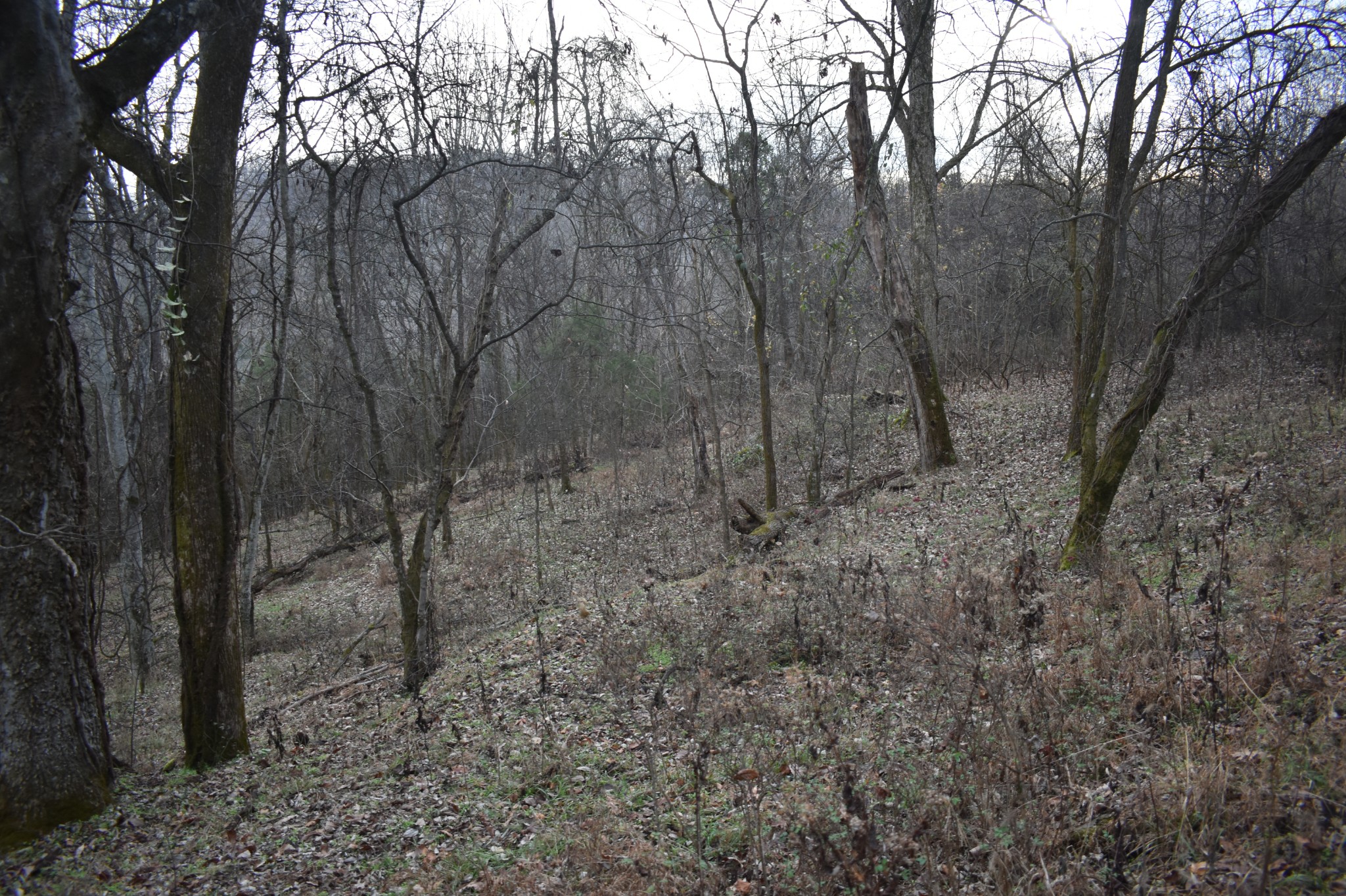 256 Maggart Road Elmwood, TN 38560 - Photo 6 of 25 a view of a forest with trees in the background