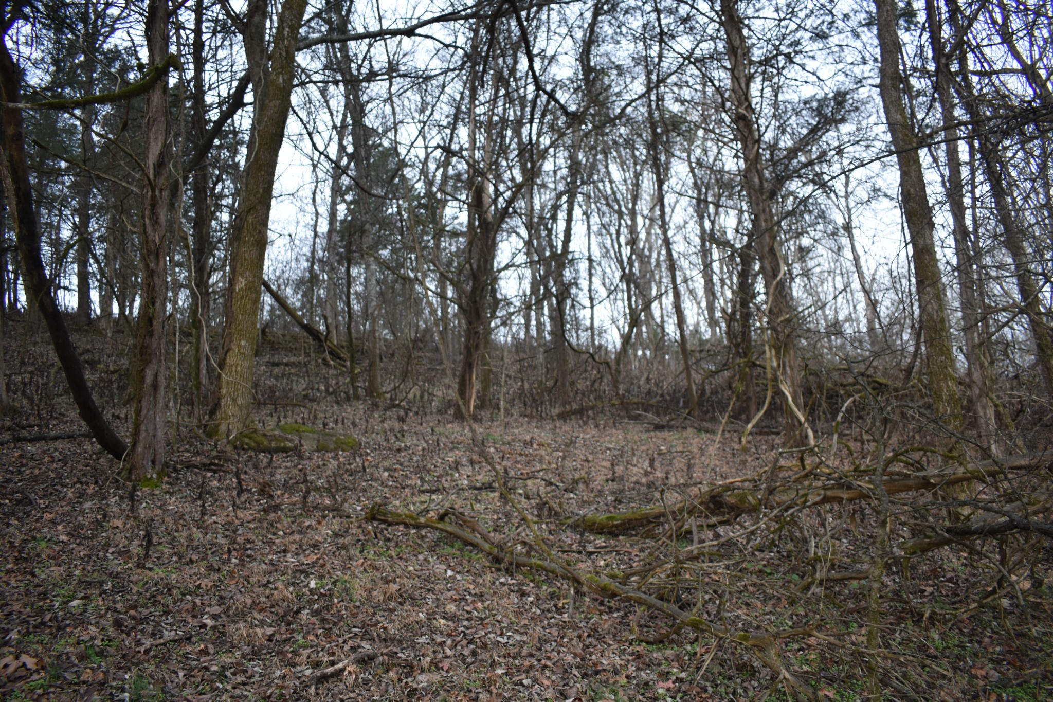 256 Maggart Road Elmwood, TN 38560 - Photo 7 of 25 a view of a forest with trees in the background
