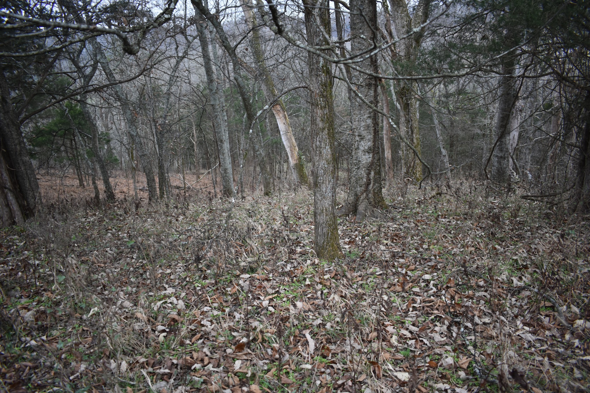 256 Maggart Road Elmwood, TN 38560 - Photo 8 of 25 a view of a yard with lots of green space