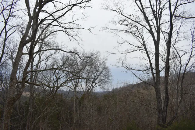 a view of tree covered with snow