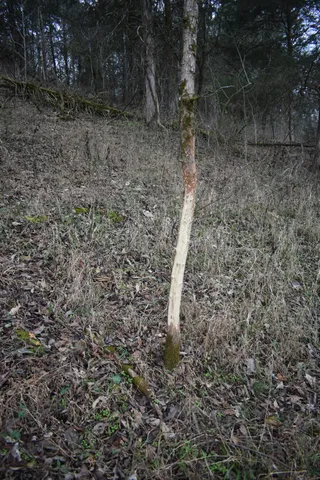 a view of a dry yard