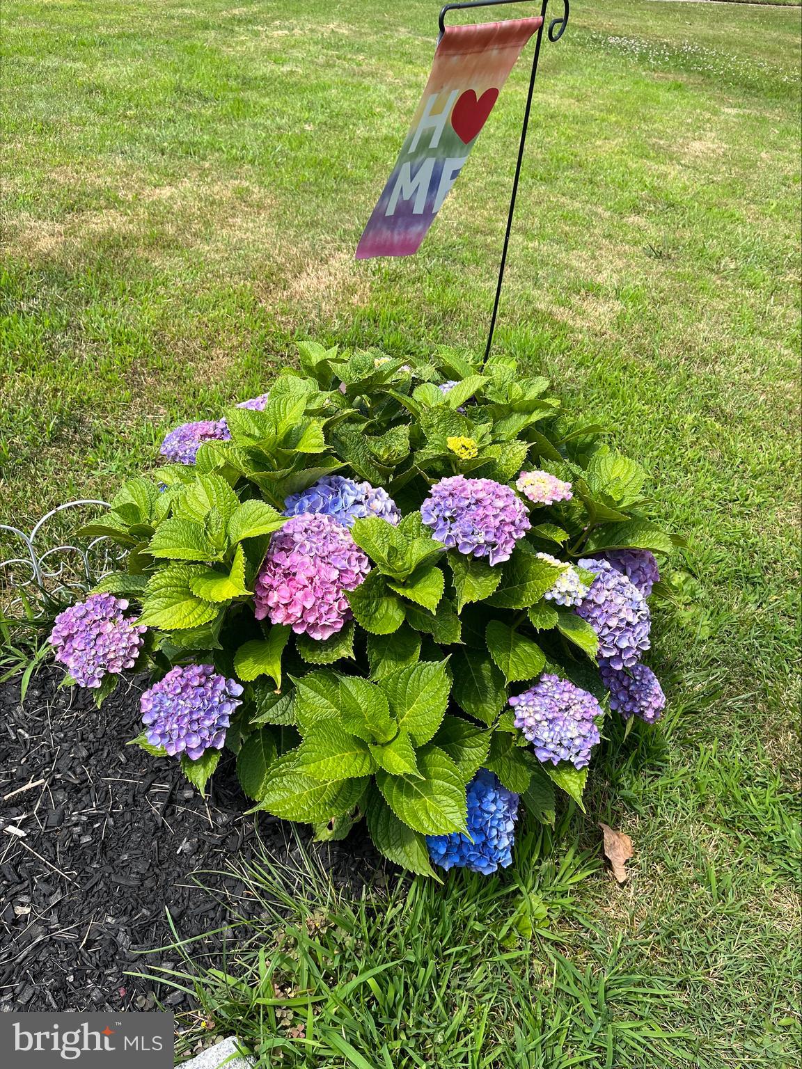 441 Newton Road Hatboro, PA 19040 - Photo 29 of 29 Hydrangeas in front garden during summer