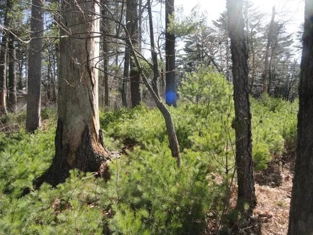 $97,000 | Lot 16 Fly Rod Trail, Wisconsin Rapids, WI 54494