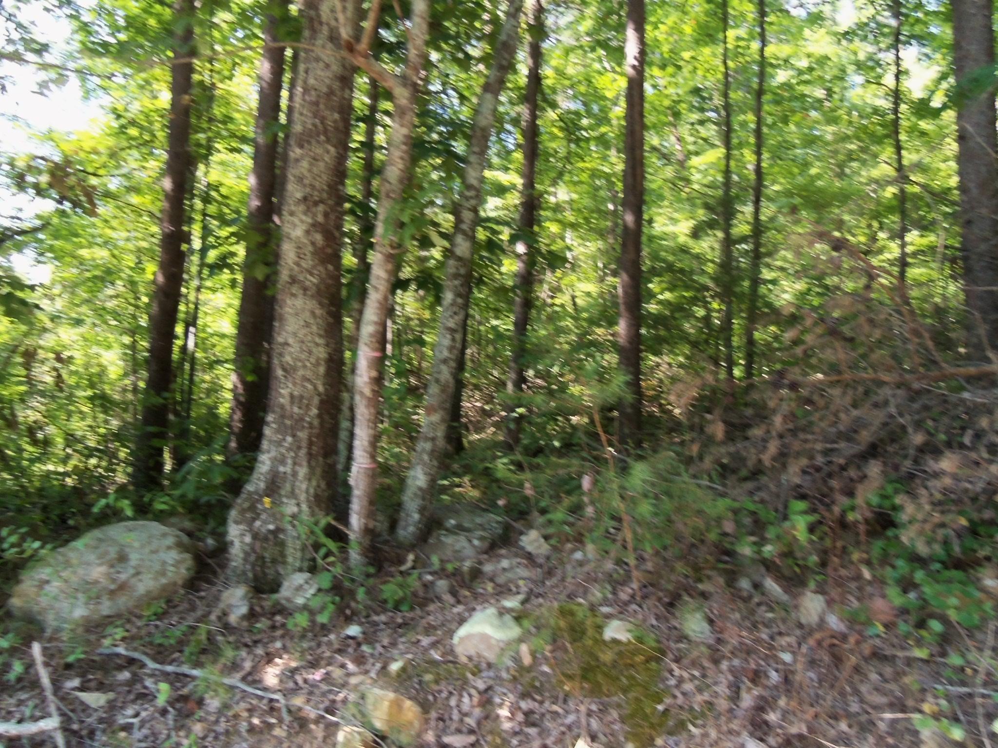 50 Smith Mountain Road Dunlap, TN 37327 - Photo 6 of 7 100_2584