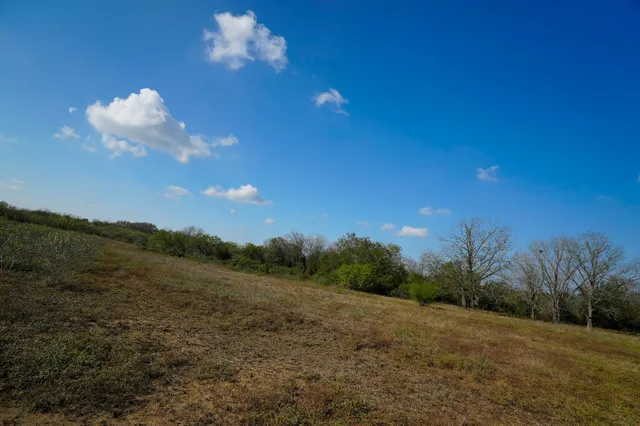 a view of a forest with a mountain