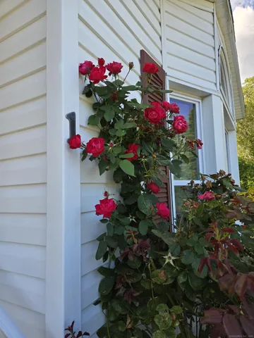 a view of a potted flower in a yard