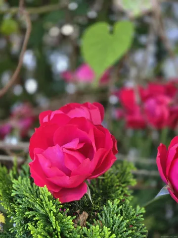 a view of a red flower