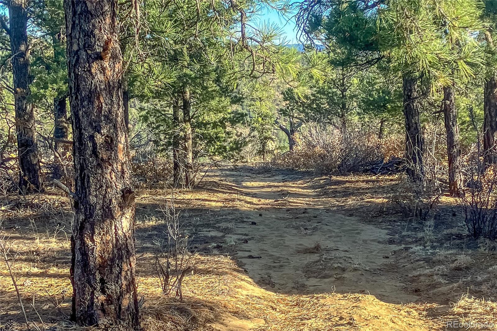 13240 Big Pine Ridge Road Weston, CO 81091 - Photo 33 of 49 a view of a yard with large trees