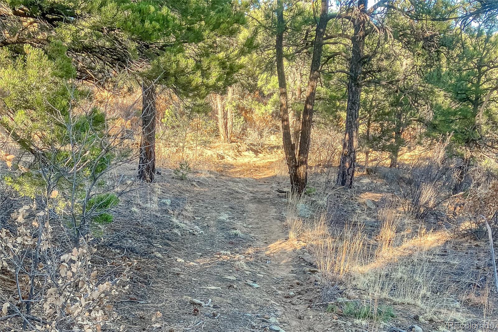 13240 Big Pine Ridge Road Weston, CO 81091 - Photo 34 of 49 a view of a yard with trees
