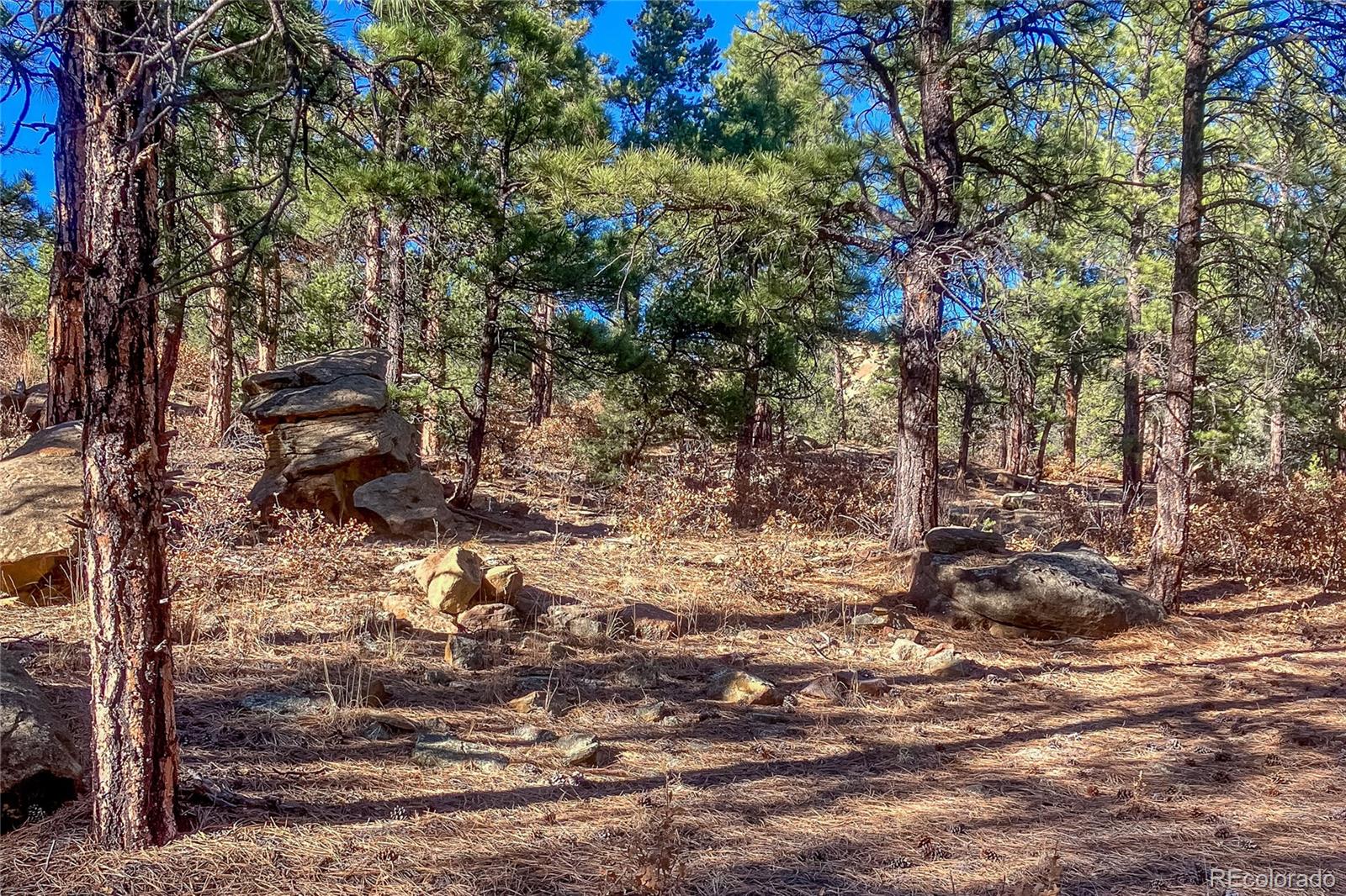 13240 Big Pine Ridge Road Weston, CO 81091 - Photo 38 of 49 a view of a yard with plants and trees