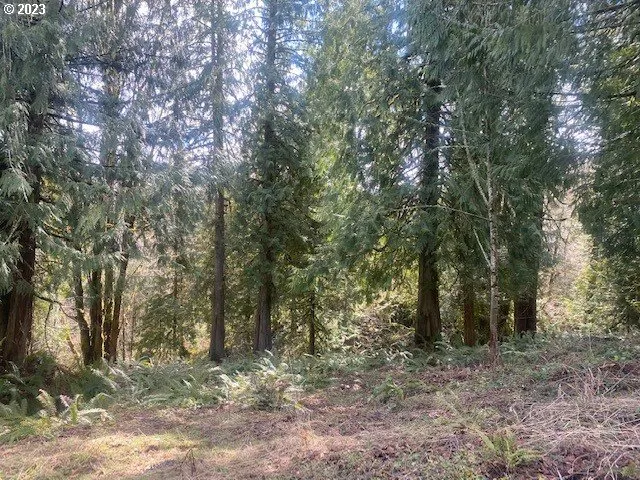 a view of a forest with trees in the background