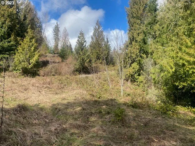 a view of a yard covered with trees