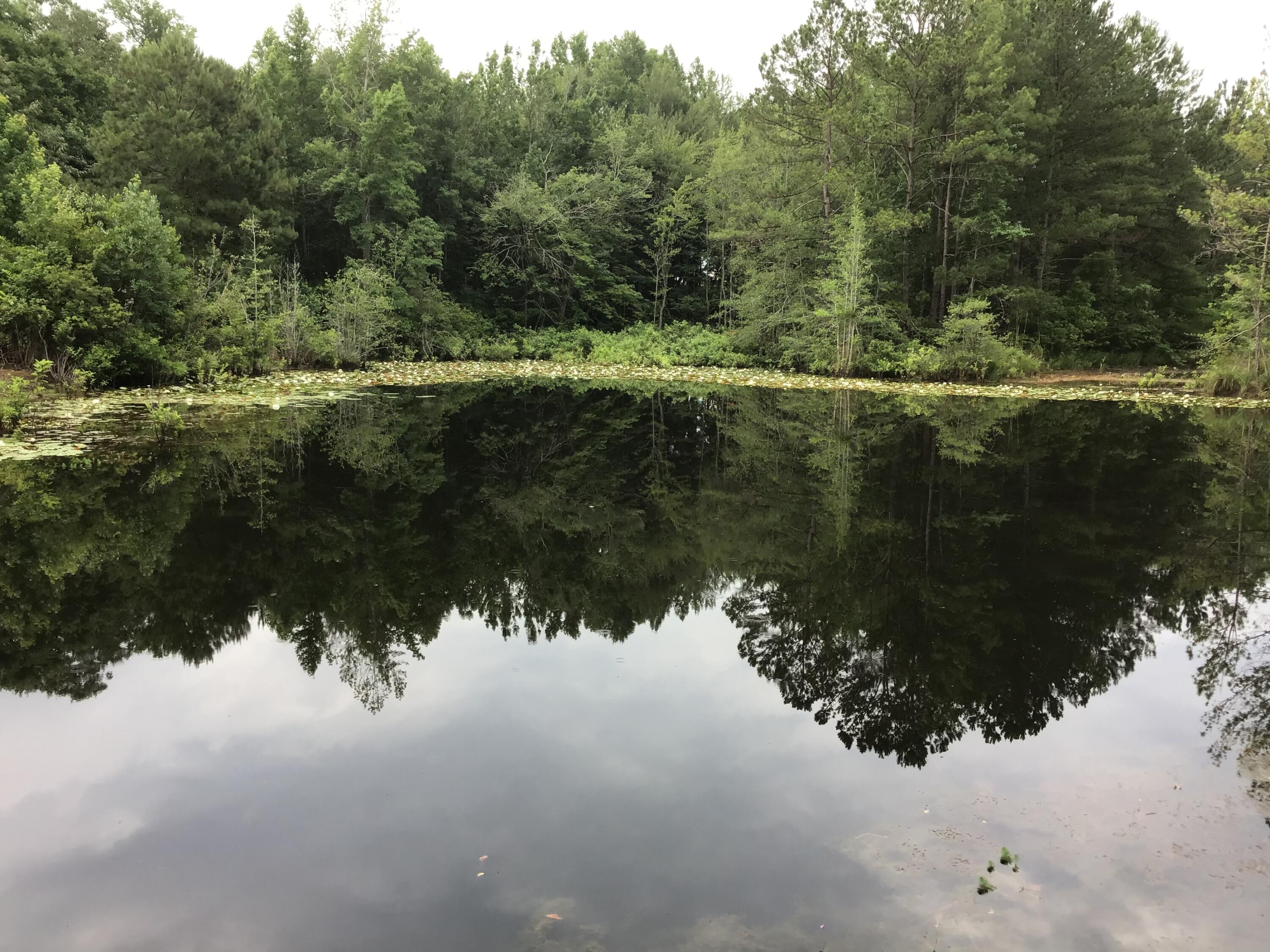 47 Peele Road Salley, SC 29137 - Photo 43 of 95