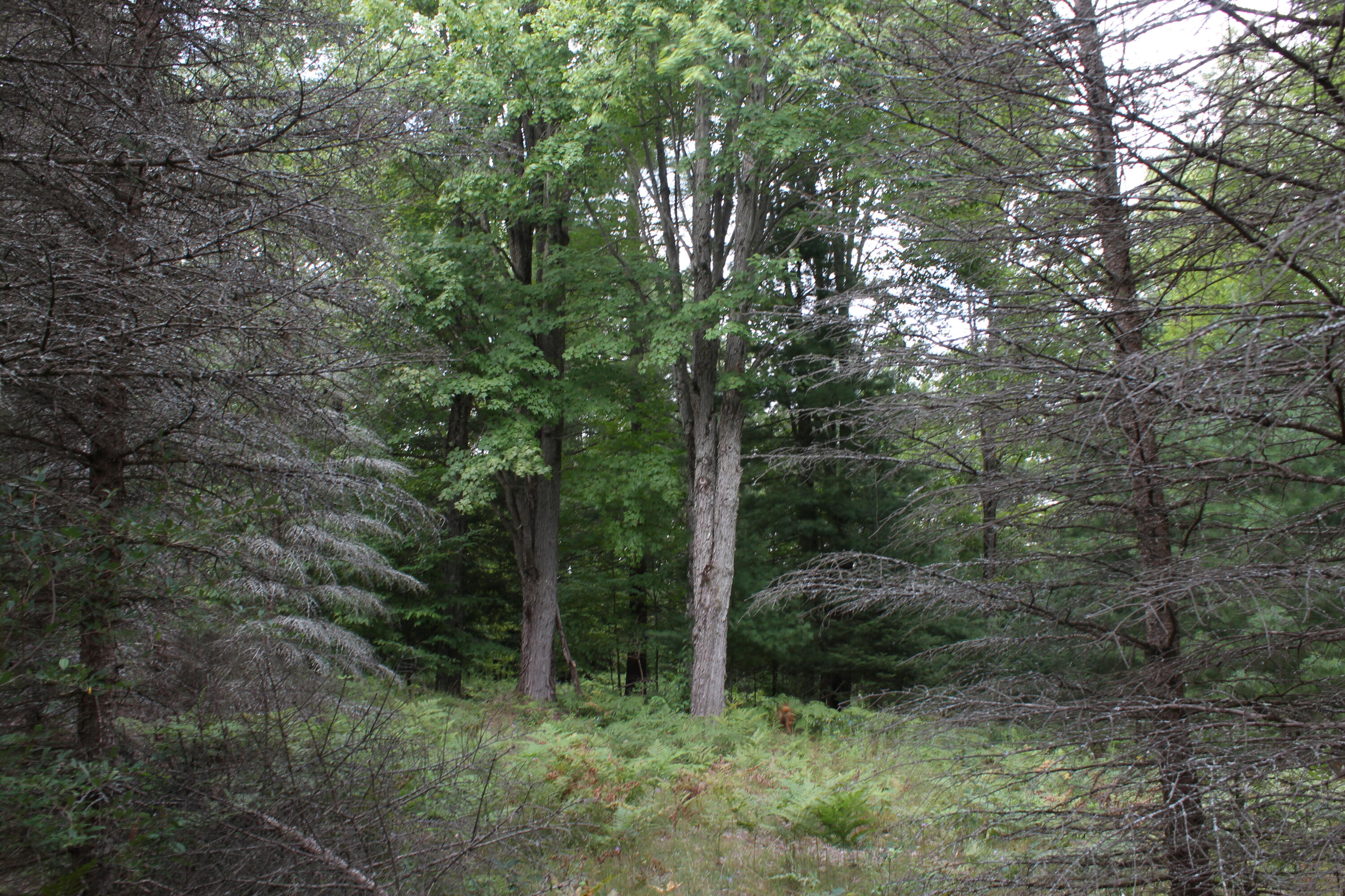 1630 Sanborn Road Mikado, MI 48745 - Photo 50 of 71 Gallery Image 50