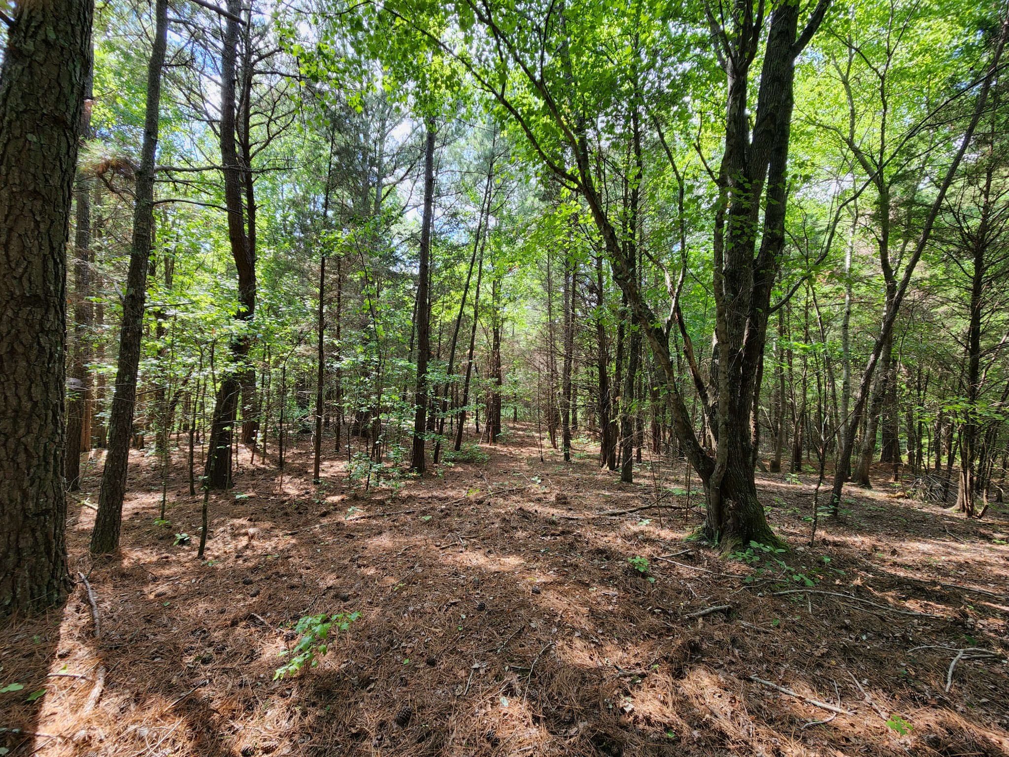 2111 Moorefield Road Cunningham, TN 37052 - Photo 11 of 13 a view of outdoor space with trees