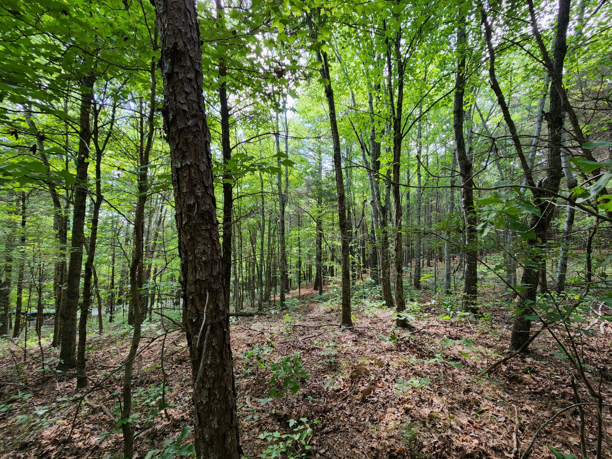 2111 Moorefield Road Cunningham, TN 37052 - Photo 12 of 13 a view of outdoor space and green space