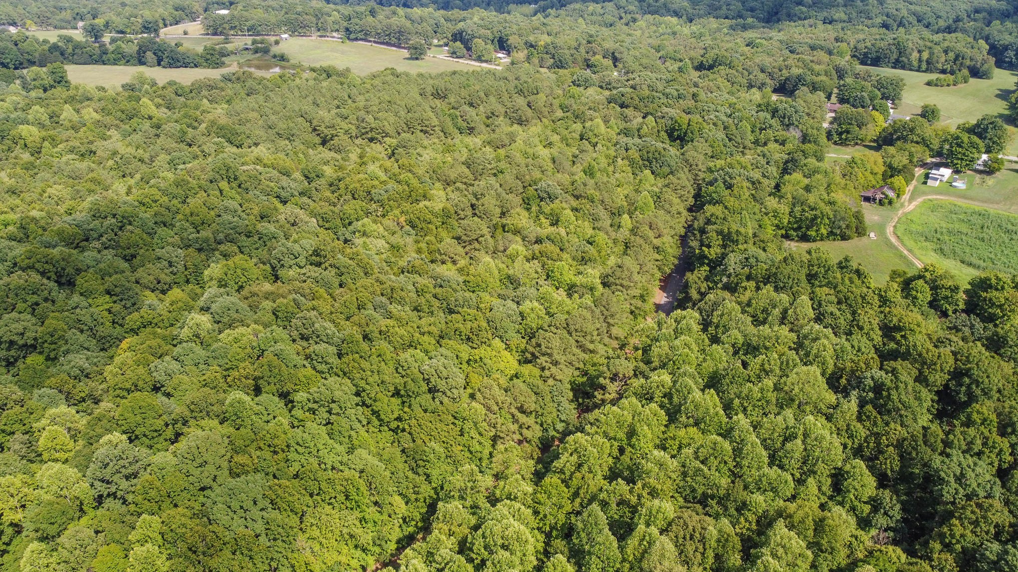 2111 Moorefield Road Cunningham, TN 37052 - Photo 4 of 13 a view of a big yard with plants and large trees
