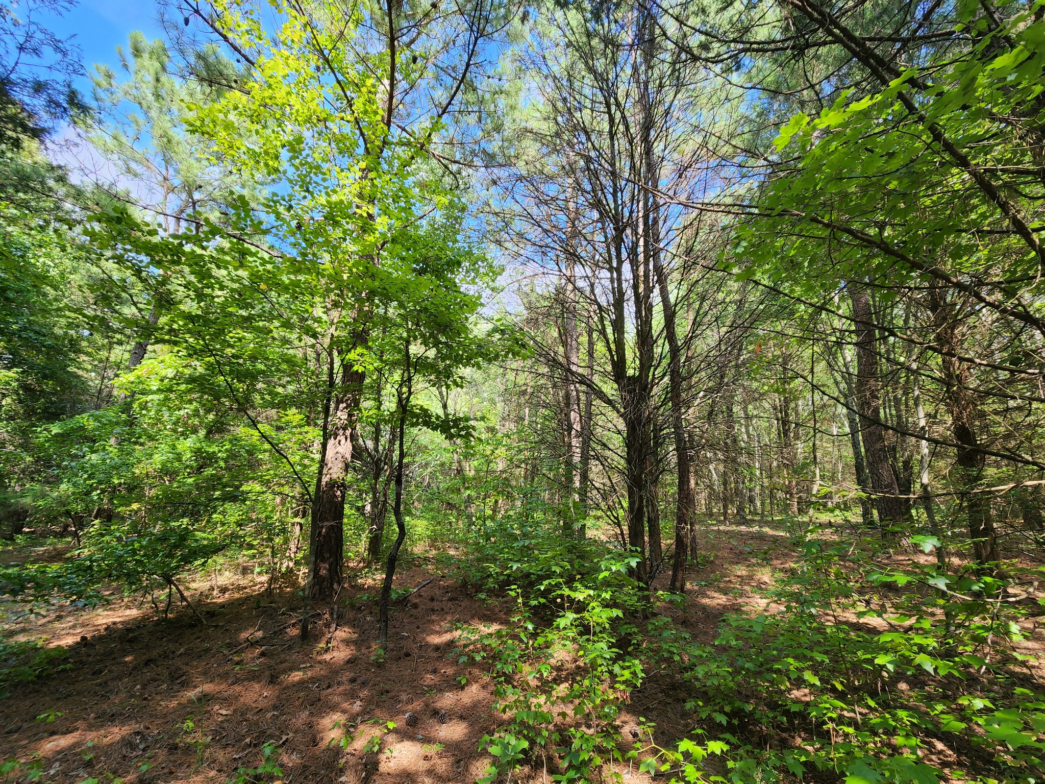 2111 Moorefield Road Cunningham, TN 37052 - Photo 10 of 13 a big yard with lots of green space and trees