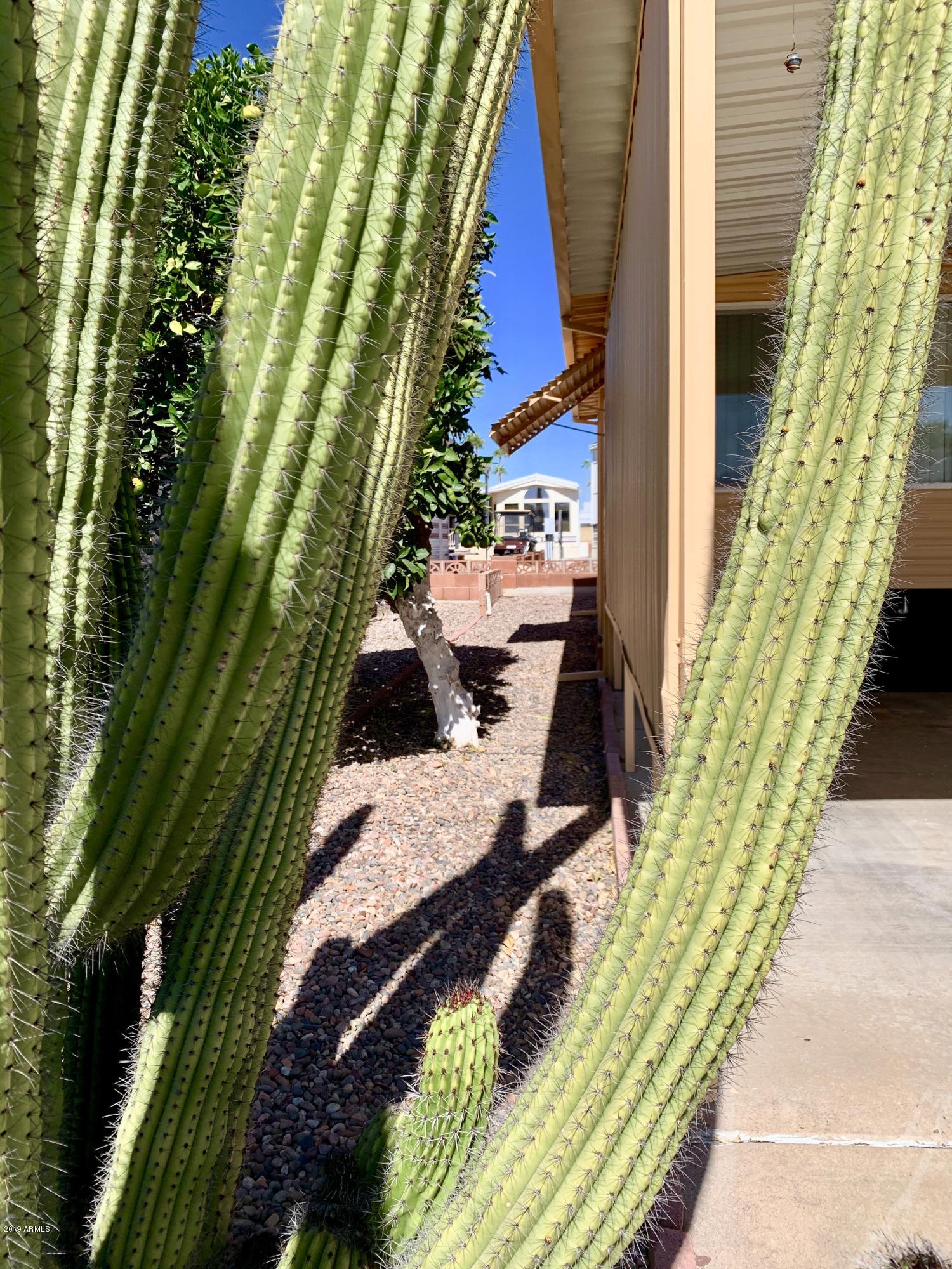 7750 East Broadway Road, Unit 734 Mesa, AZ 85208 - Photo 31 of 51 West side yard
