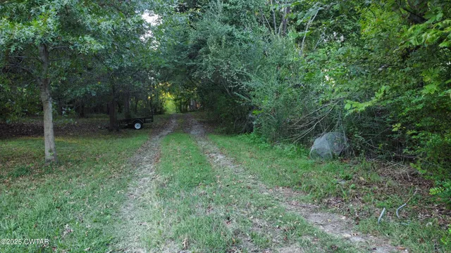 a view of a lush green forest