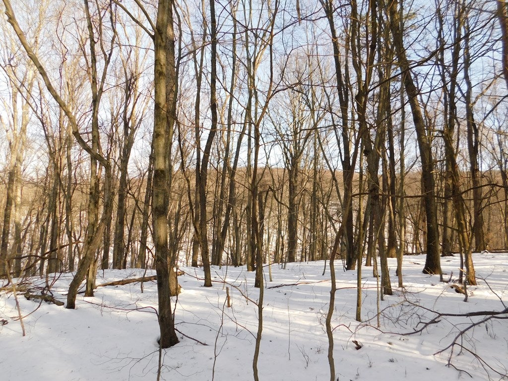 0 Lower Ridge Road James Creek, PA 16657 - Photo 5 of 10 Gallery Image 5