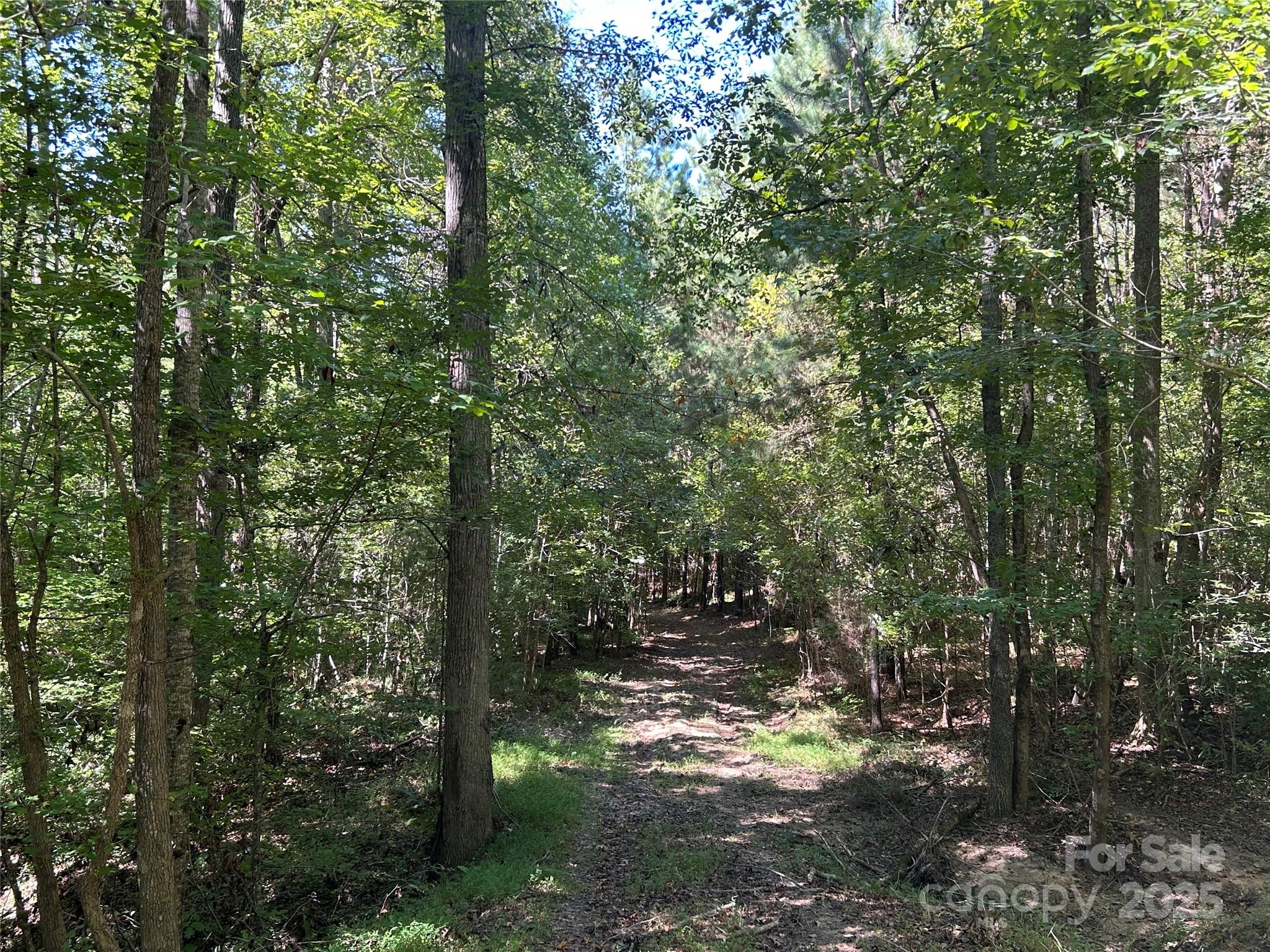 1530 Ridgeview Road Chester, SC 29706 - Photo 25 of 48 a view of a forest filled with trees