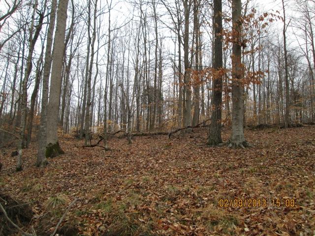 5940 Doug Thompson Road Franklin, TN 37064 - Photo 3 of 18