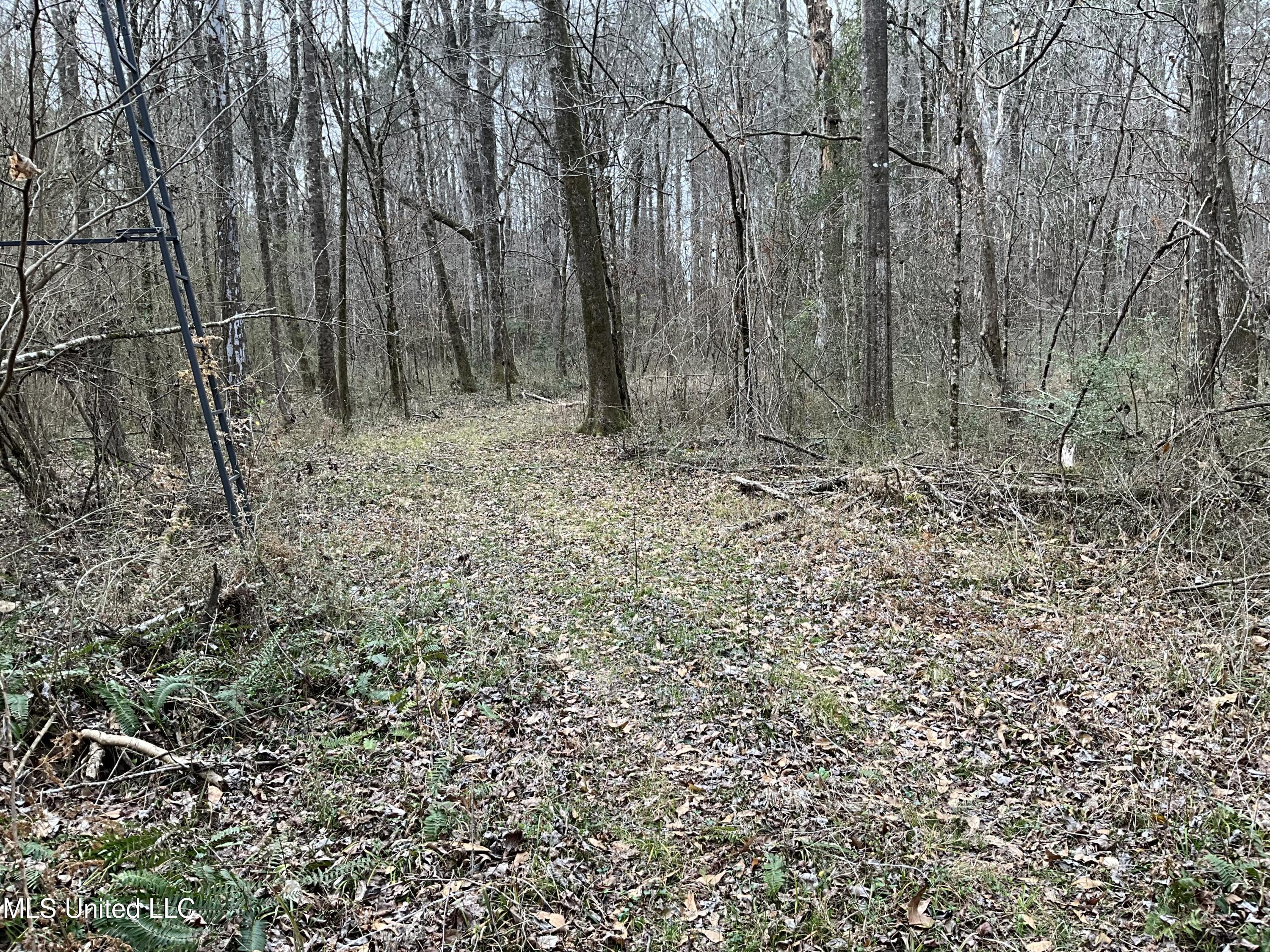 Berwick Cassels Road Gloster, MS 39638 - Photo 7 of 13 IMG_0493