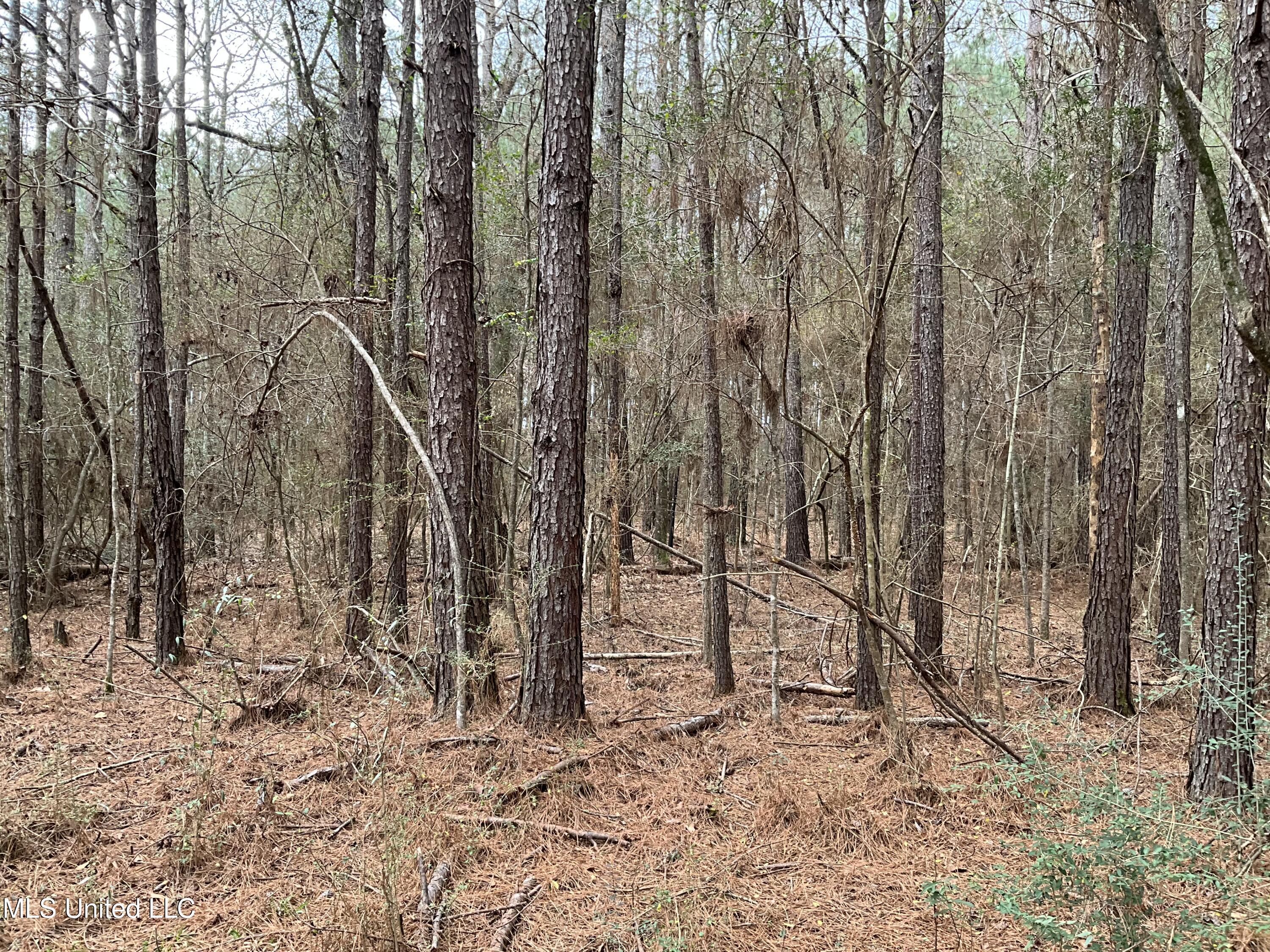 Berwick Cassels Road Gloster, MS 39638 - Photo 9 of 13 IMG_0482
