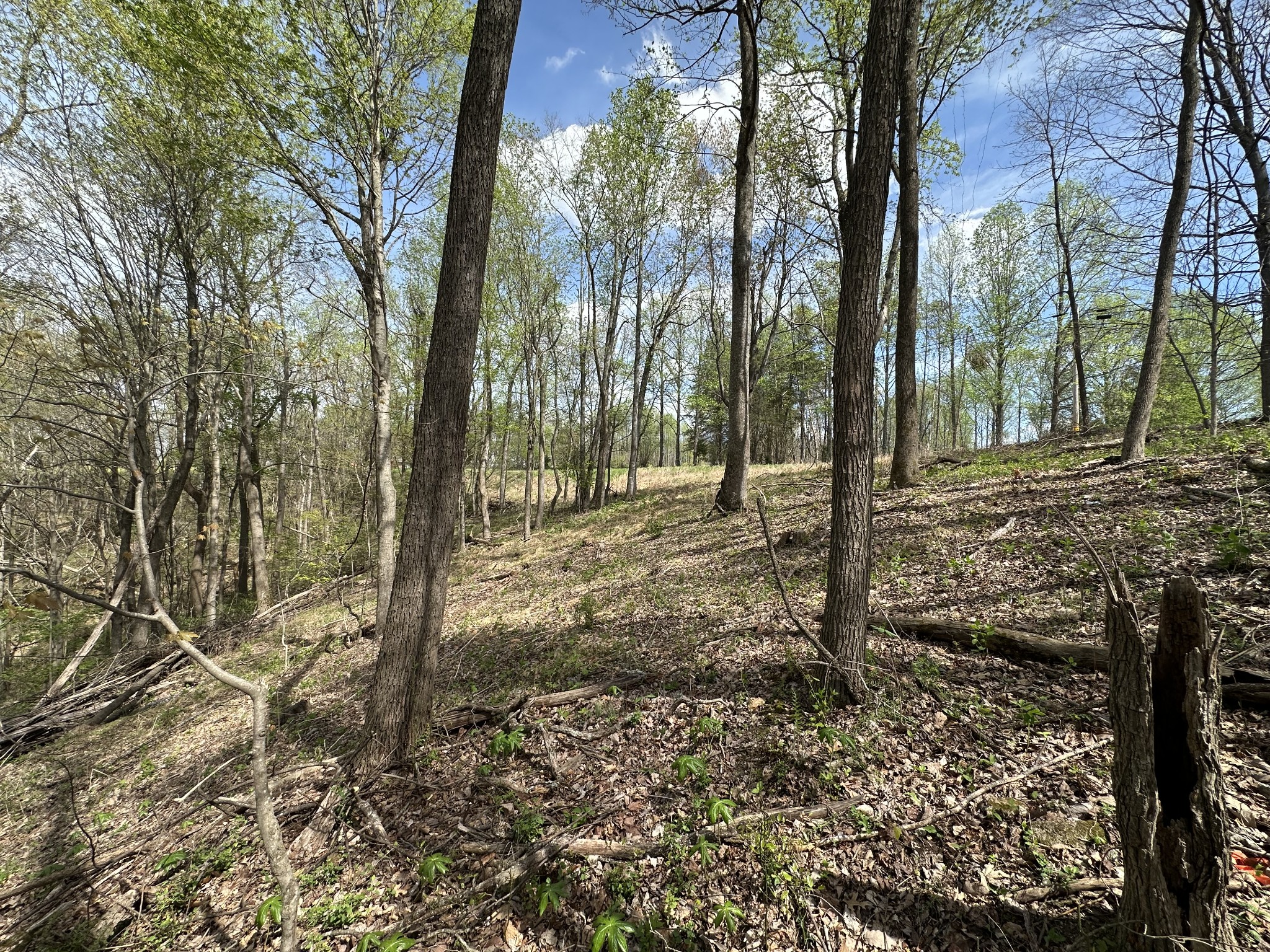 0 Maggart Road Elmwood, TN 38560 - Photo 13 of 27