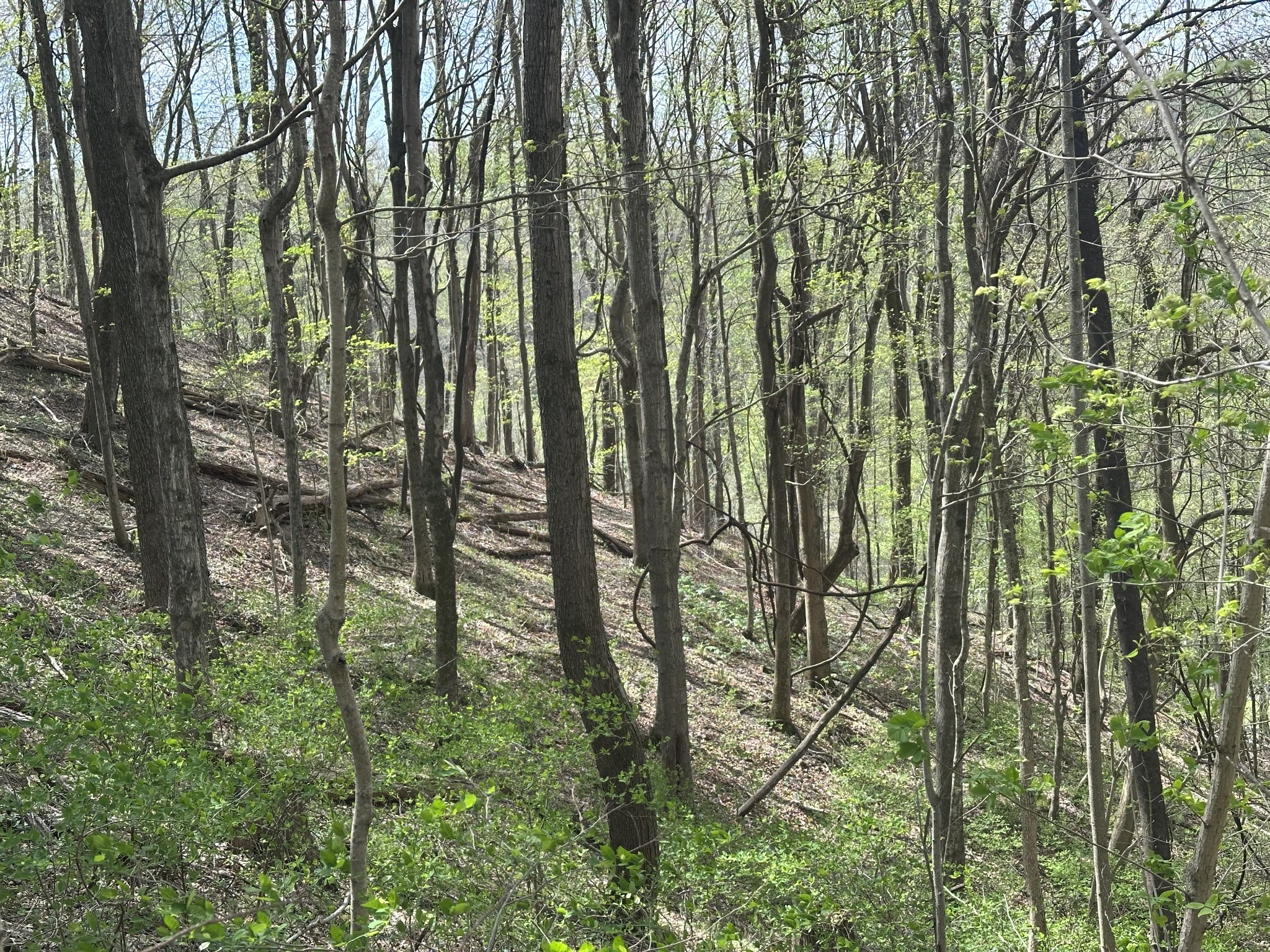 0 Maggart Road Elmwood, TN 38560 - Photo 17 of 27