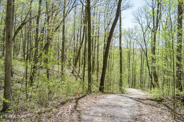 a view of backyard with green space