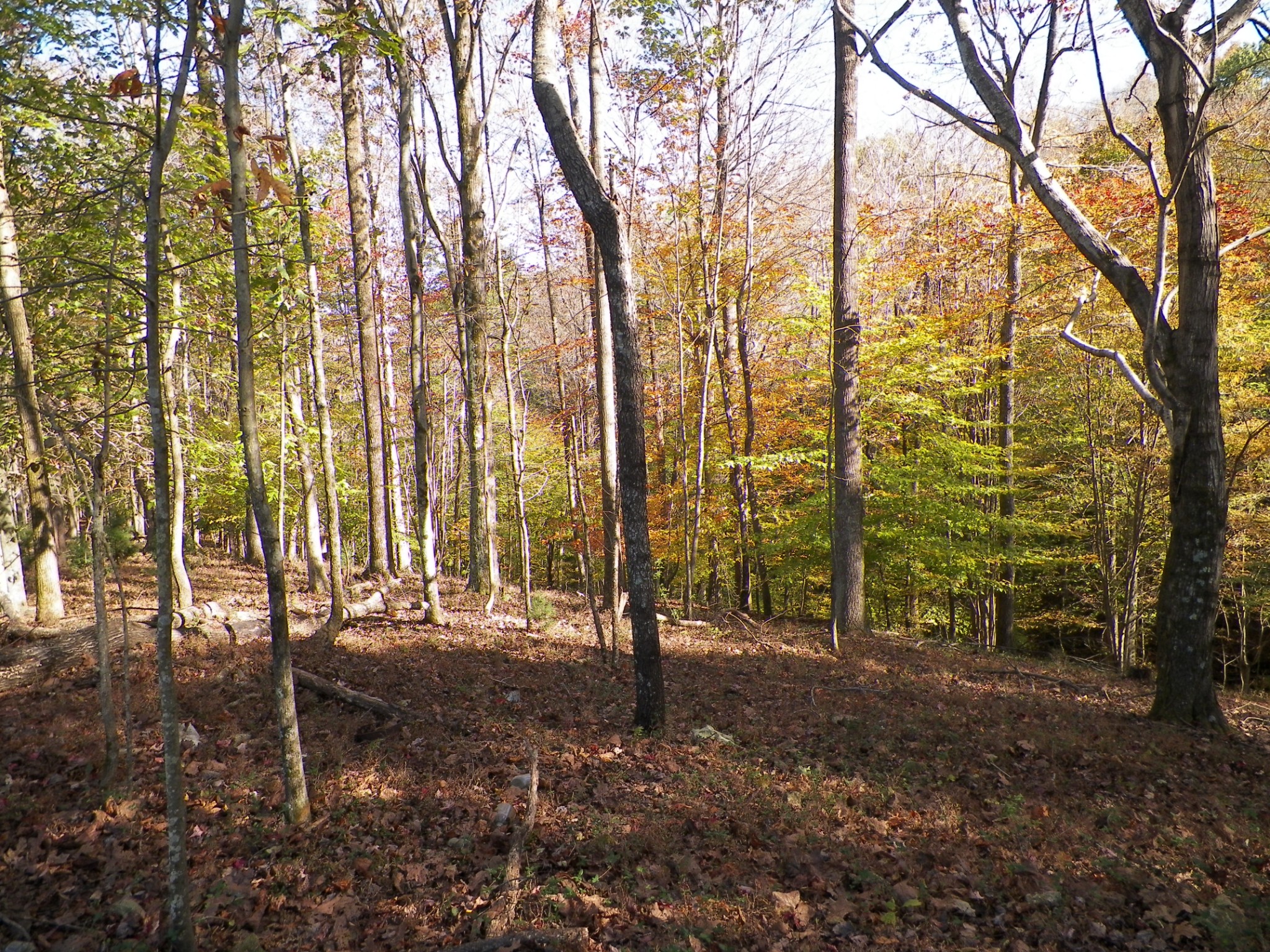 2609 Gamaliel Road Red Boiling Springs, TN 37150 - Photo 1 of 1