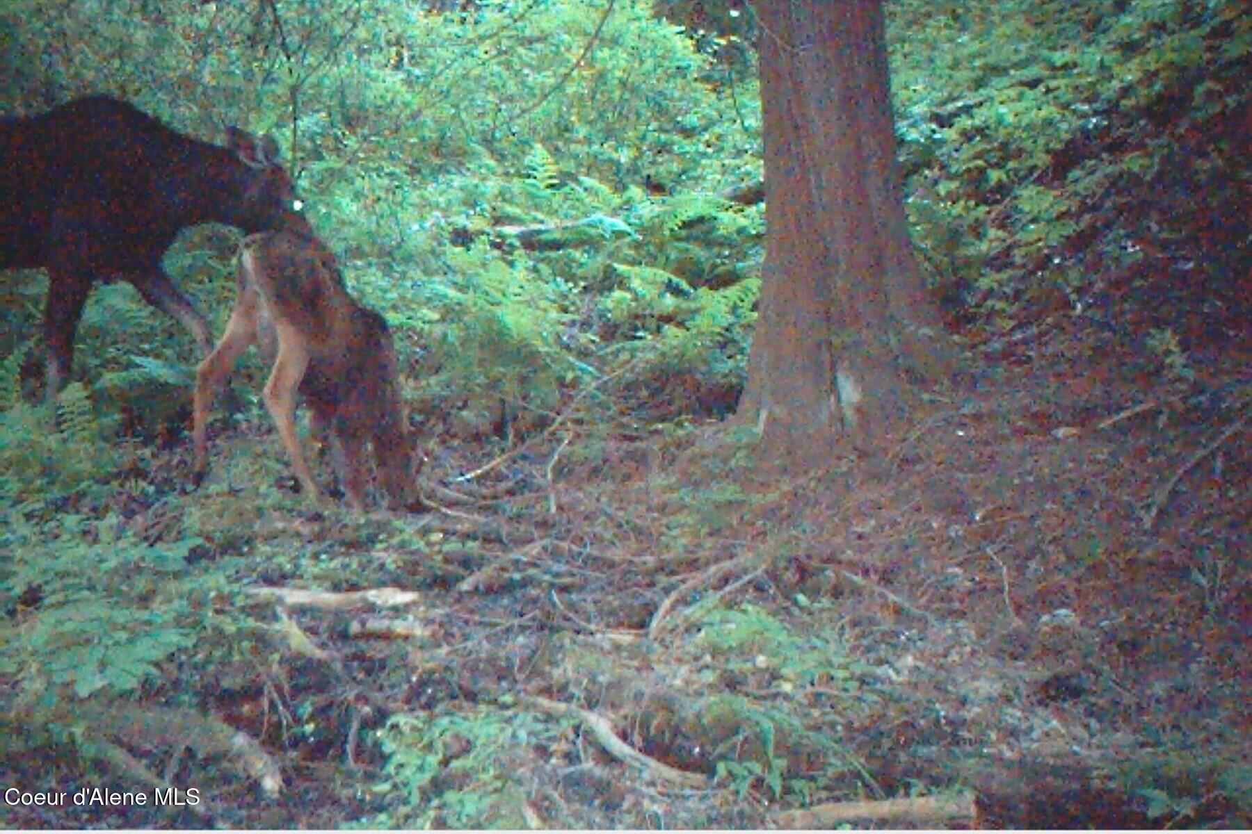 1985-20a) Southfork Rdg Road Kingston, ID 83839 - Photo 17 of 24 ap moose