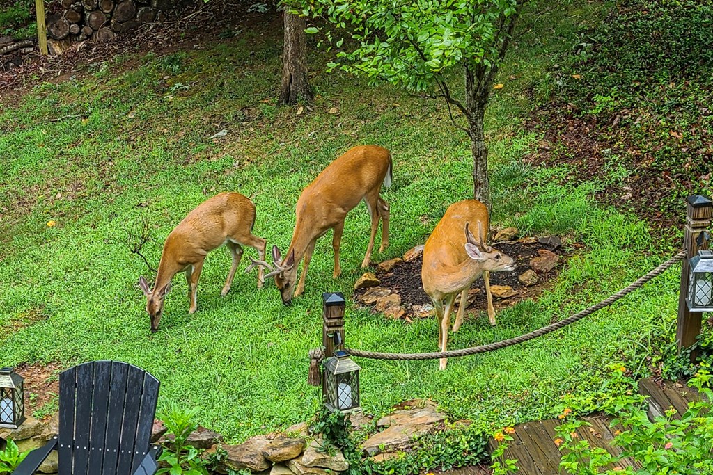 214 Hawkins Ridge Jasper, GA 30143 - Photo 47 of 51 Gallery Image 47