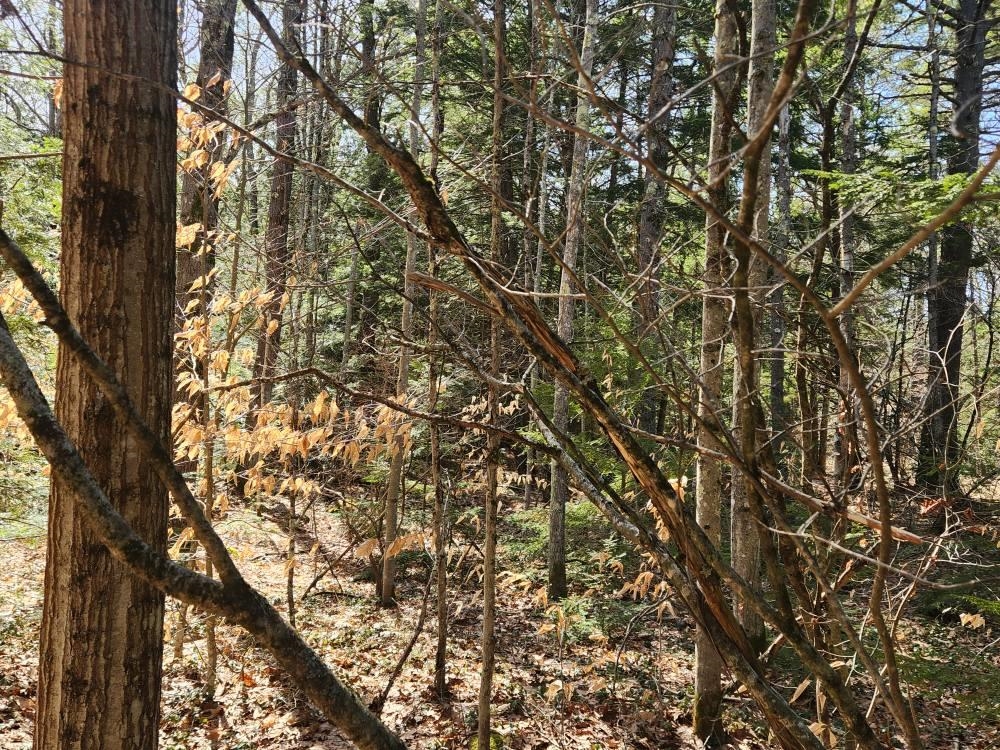 1 West Main Street, Unit 2331 Hillsborough, NH 03244 - Photo 15 of 50