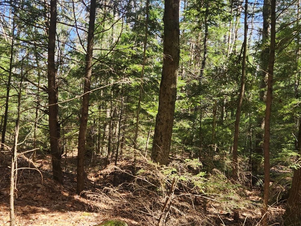 1 West Main Street, Unit 2331 Hillsborough, NH 03244 - Photo 29 of 50