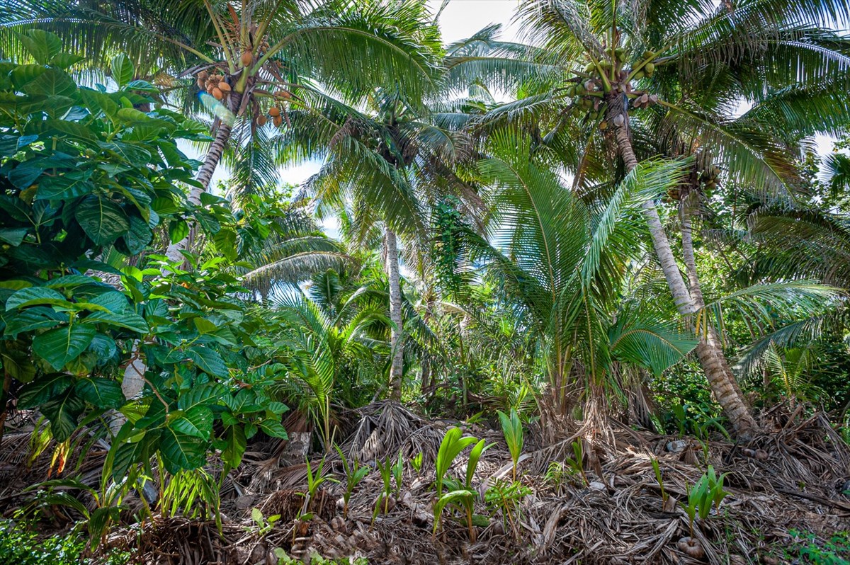 3532 Moloaa Road Kilauea, HI 96754 - Photo 4 of 7 a plant view