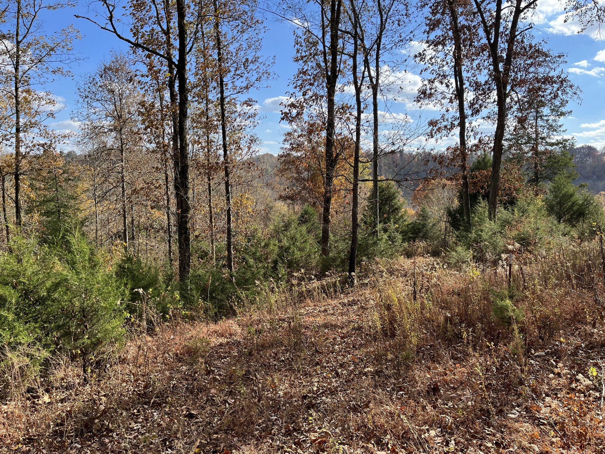4 Cathcart Road Frankewing, TN 38459 - Photo 54 of 64 a view of a forest that has large trees