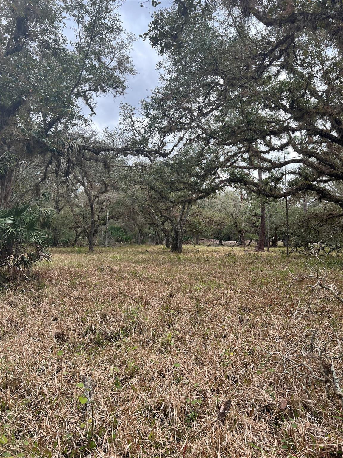 641 Sheppard Road Venus, FL 33960 - Photo 2 of 7 a view of a field with lots of bushes