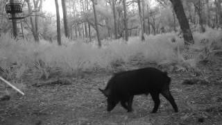 641 Sheppard Road Venus, FL 33960 - Photo 5 of 7 a view of a yard