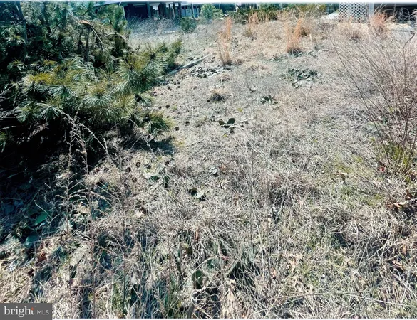 a view of a forest with a dry plant