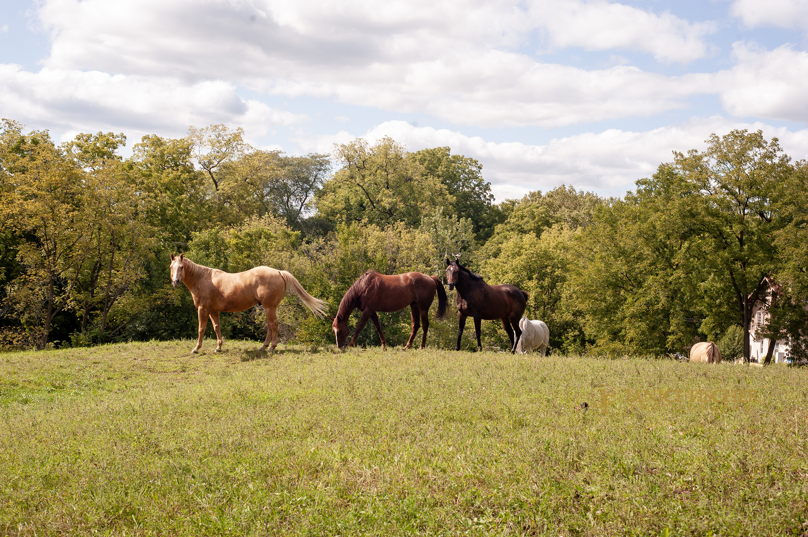 204 Country Commons Road Trout Valley, IL 60013 - Photo 42 of 58 a view of an chairs and table in the patio next to a yard