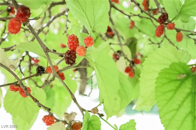 $17,000,000 | 7330 North Rainbow Boulevard, Las Vegas, NV 89131