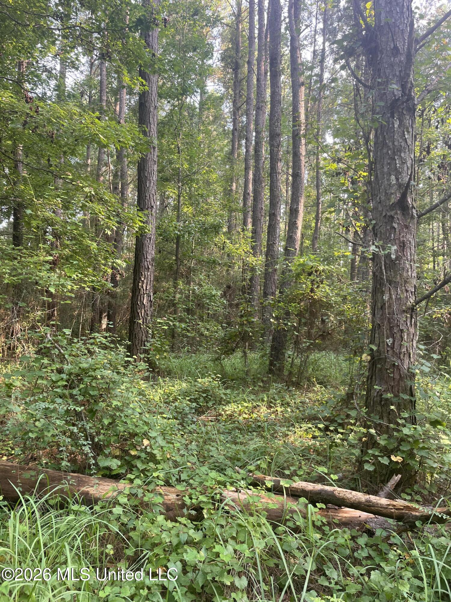 0 Crane Creek Road Perkinston, MS 39573 - Photo 5 of 17 IMG_5016