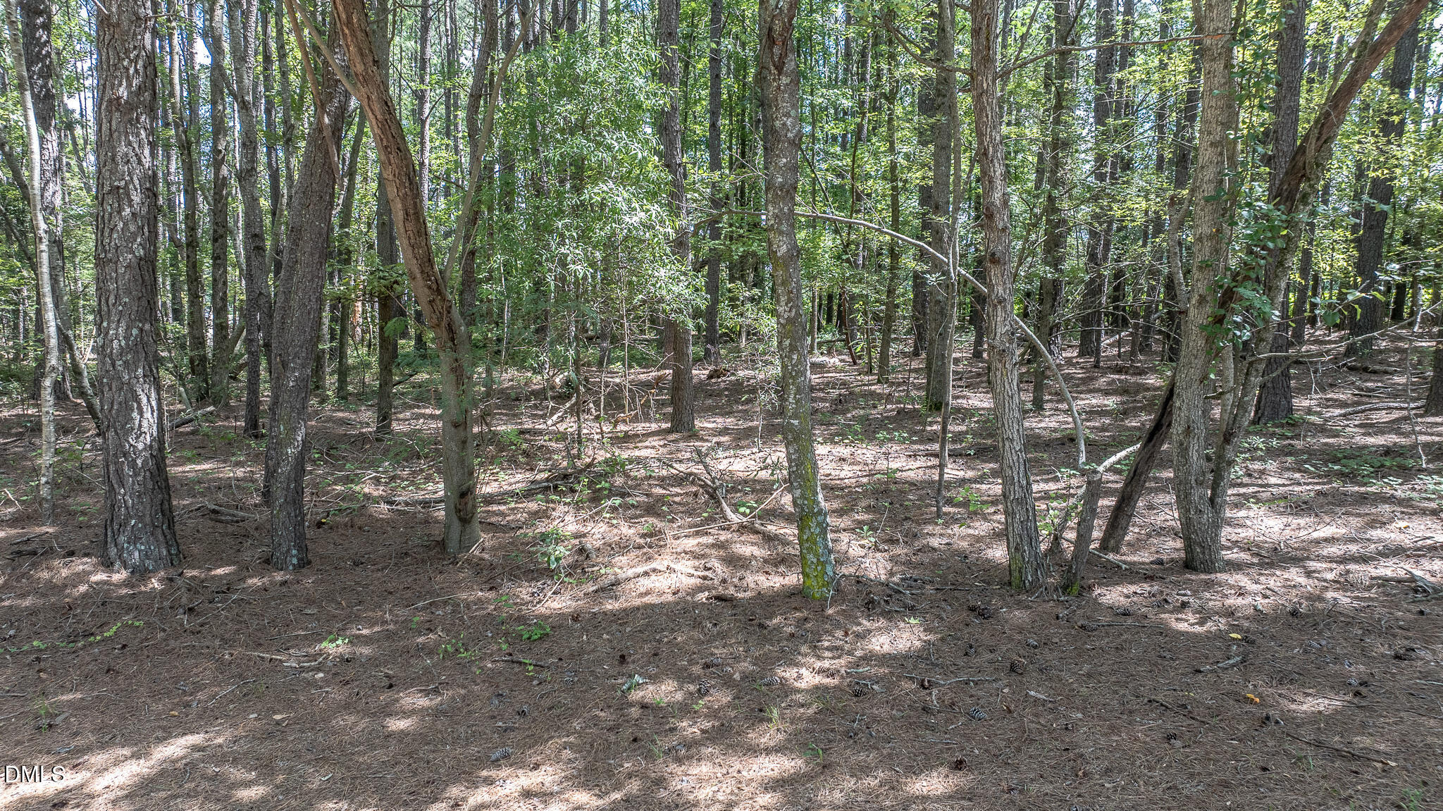 0 Antioch Church Road Middlesex, NC 27557 - Photo 11 of 15 000-Woods
