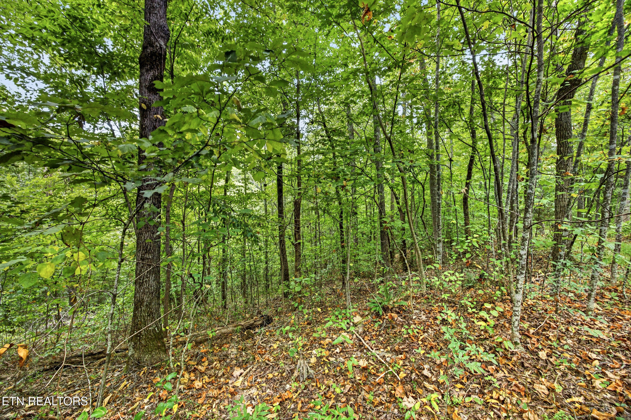 Lot 26 Timber Ridge Lane Celina, TN 38551 - Photo 2 of 12 1-8N5A6729